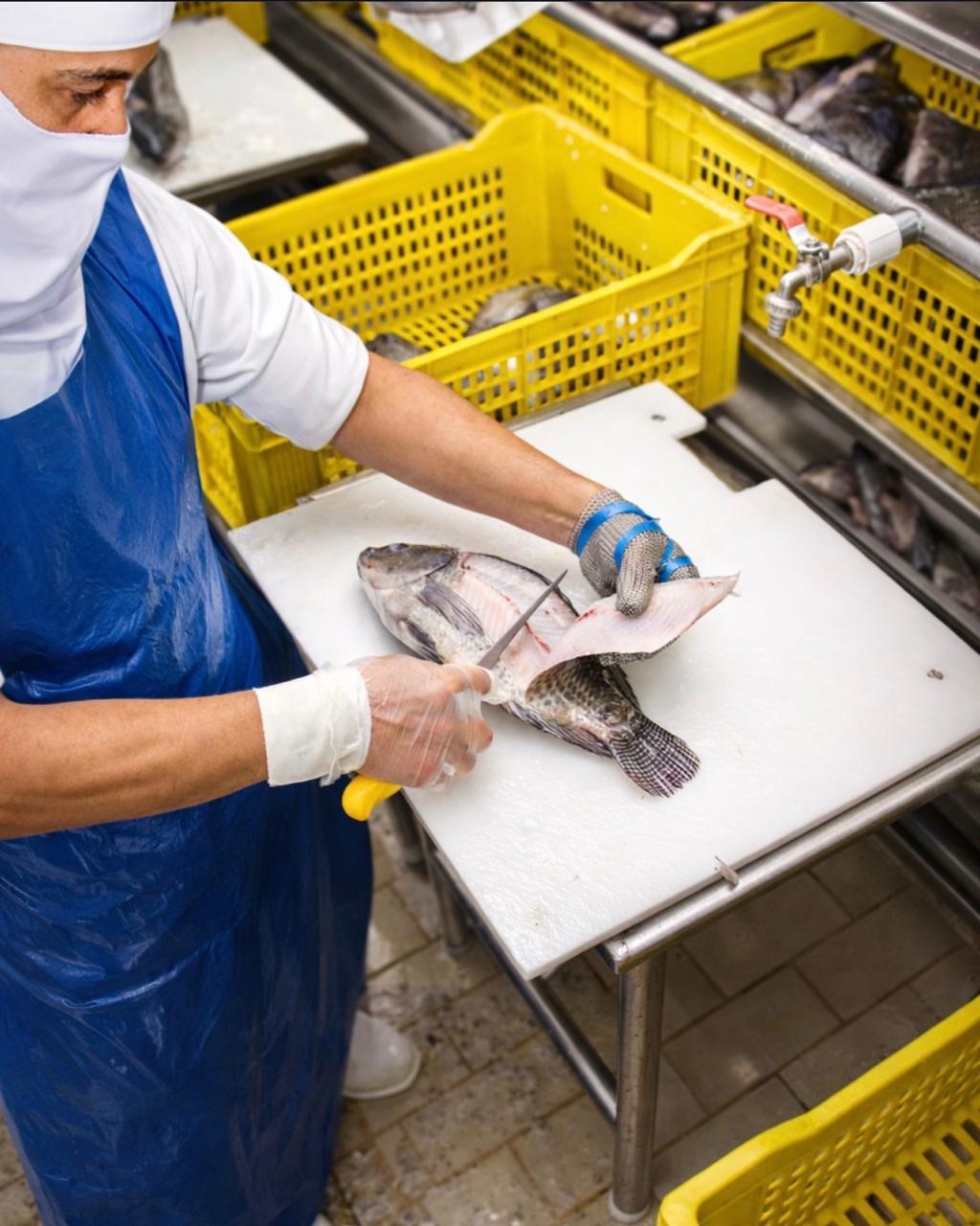 Linha de processamento com filés de pescado sobre esteira branca